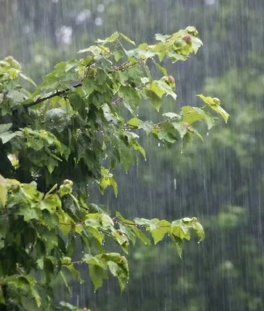 我爱这片银杏林的图片 我爱这片银杏林