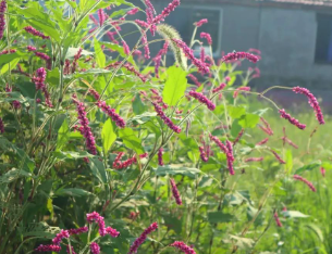 把心交付给宽厚的田野