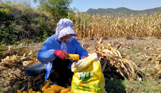 玉米地里的母亲