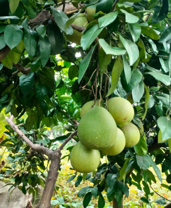 蝴蝶坠地,其声轰隆的图片 蝴蝶坠地,其声轰隆