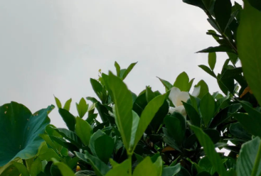 一株栀子与其它