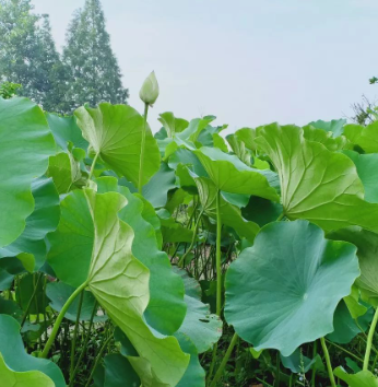 夏未央，天渐凉