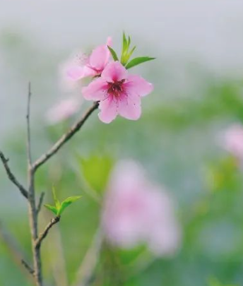 闪闪发光的姑娘