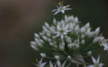 人生因相信而得到，我认识的早悟少年：小叶