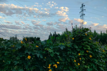 静日生烟的图片 静日生烟
