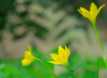 可惜了的葵花苗儿