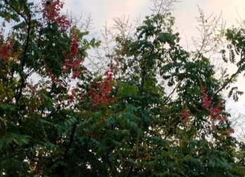 空山寂寂的图片 空山寂寂