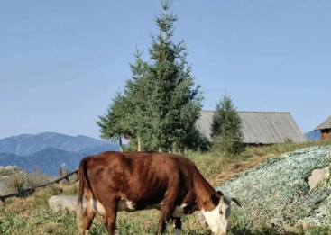 禾木印象的图片 禾木印象