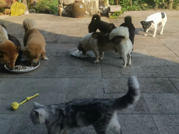 习瑞死得悲壮,就是死早了的图片 习瑞死得悲壮,就是死早了