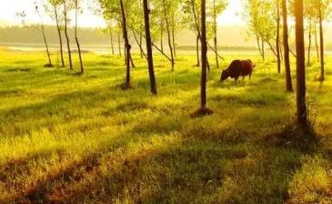 月半花开水自流