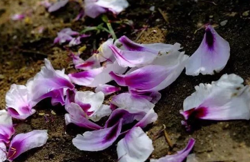 凋零的玫瑰的图片 凋零的玫瑰