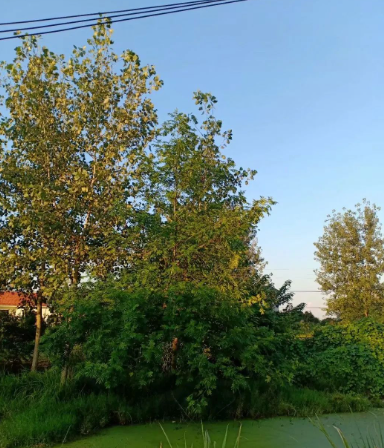 船歌:在水一方的图片 船歌:在水一方