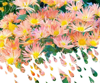 五日杂记的图片 五日杂记