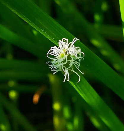 荸荠,终于见到你长在泥土里的样子的图片 荸荠,终于见到你长在泥土里的样子