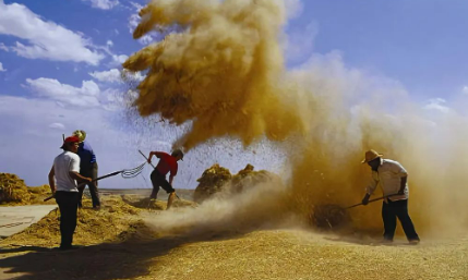扬场的图片 扬场