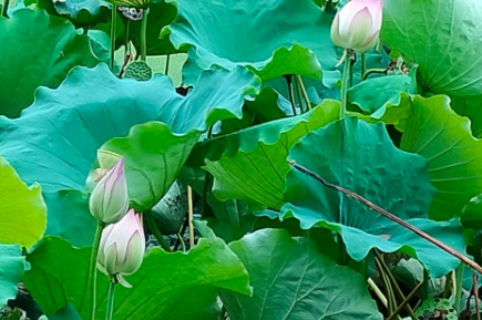 难过抑或开心的图片 难过抑或开心