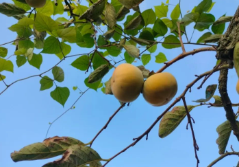 天很蓝，柿子很美