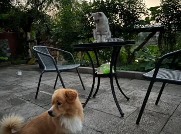 白猫黑猫,不抓老鼠也是好猫的图片 白猫黑猫,不抓老鼠也是好猫