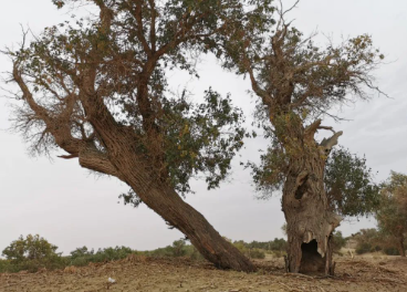 雨中胡杨林的图片 雨中胡杨林