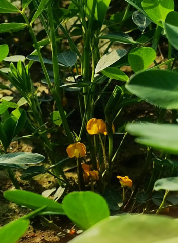 时光印记：落花生情结