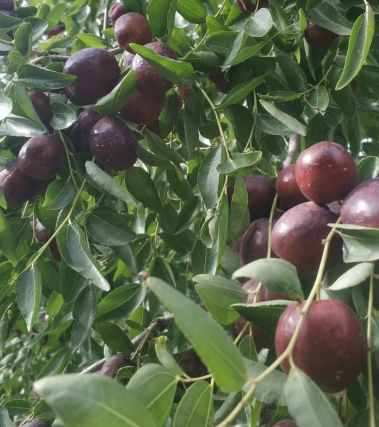 世界浮华，用心沏茶