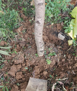 今晚，我们一起在月光下听那凤尾竹的声音