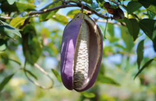 秦岭山珍的图片 秦岭山珍