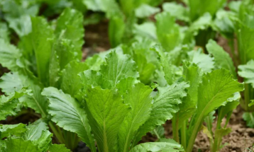 黑狗儿的图片 黑狗儿