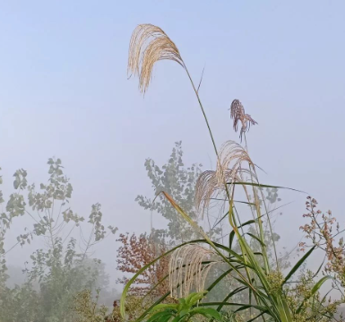冷露无声湿桂花的图片 冷露无声湿桂花