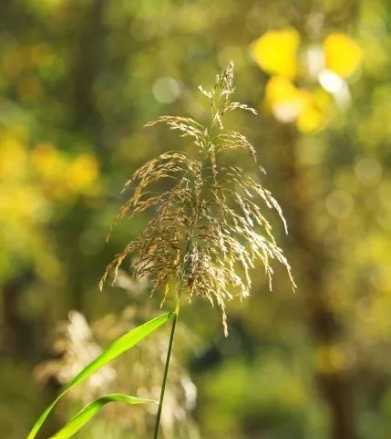 草在结籽的图片 草在结籽