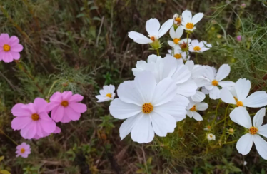 秋光的图片 秋光