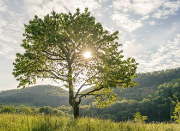 吃豆包蘸红糖的错位的图片 吃豆包蘸红糖的错位