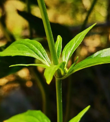 一丛白花败酱草