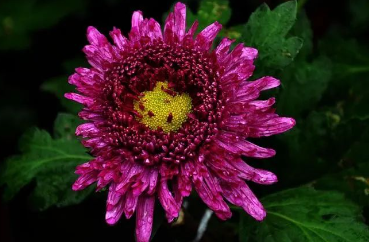 满城尽带黄金甲