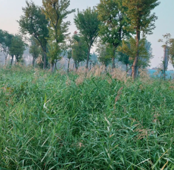 因为活着,所以欢喜;因为活着,所以忧伤的图片 因为活着,所以欢喜;因为活着,所以忧伤