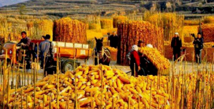 秋悟人生的图片 秋悟人生