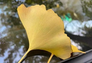 银杏树的图片 银杏树