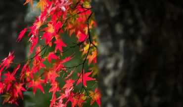 秋风金叶一席梦