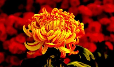 贝语芳言4—做手工