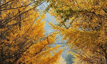 又到银杏最美时的图片 又到银杏最美时