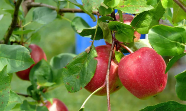 沉重的果实的图片 沉重的果实