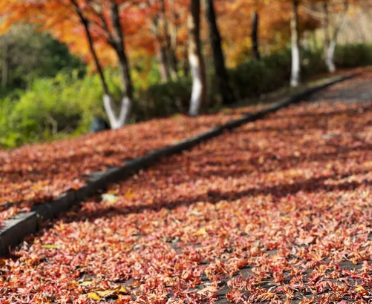 品读草木香味,活在珍贵人间的图片 品读草木香味,活在珍贵人间
