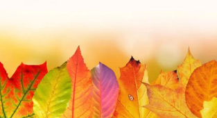 人间忽晚,万物诉寒的图片 人间忽晚,万物诉寒