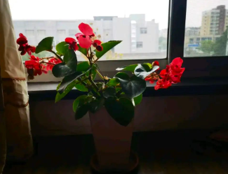 薄霜已降，你以为还在春天