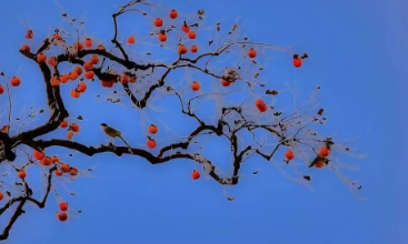 好看的柿子树，恼人的柿子