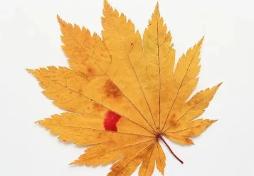 更何况,冬天也有冬天的美丽!的图片 更何况,冬天也有冬天的美丽!