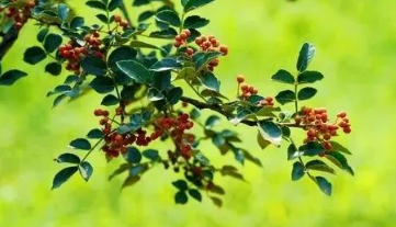 花椒是日常家用的调味品,更是一味中药。的图片 花椒是日常家用的调味品,更是一味中药。