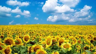 每一颗“星星”都是璀璨的的图片 每一颗“星星”都是璀璨的