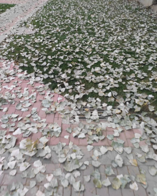 无边落木萧萧下