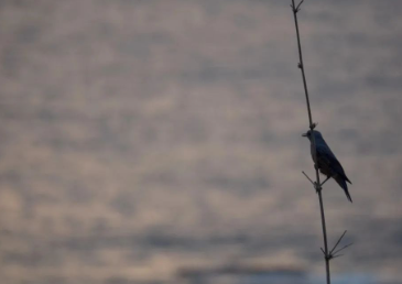 不可洞明处的图片 不可洞明处